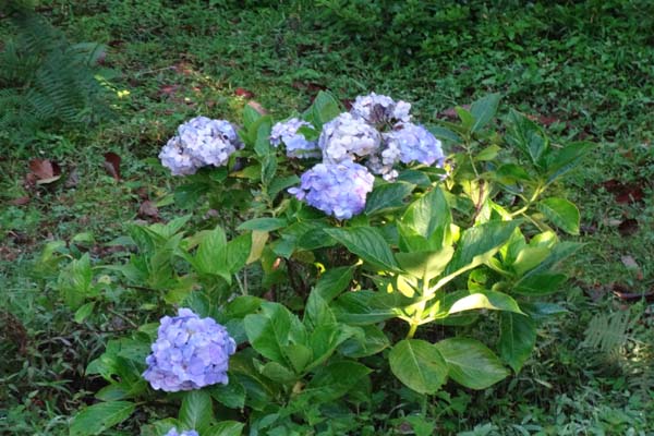Rhododendron in Rishyap